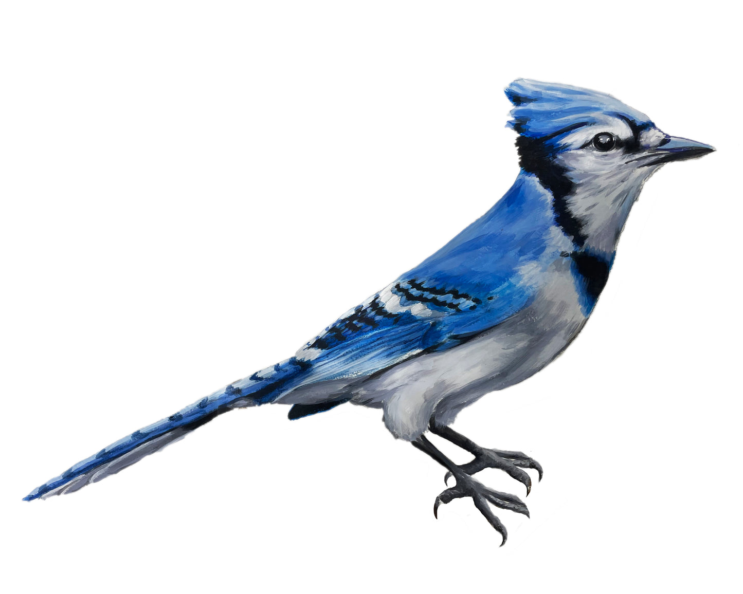 Bird Prints