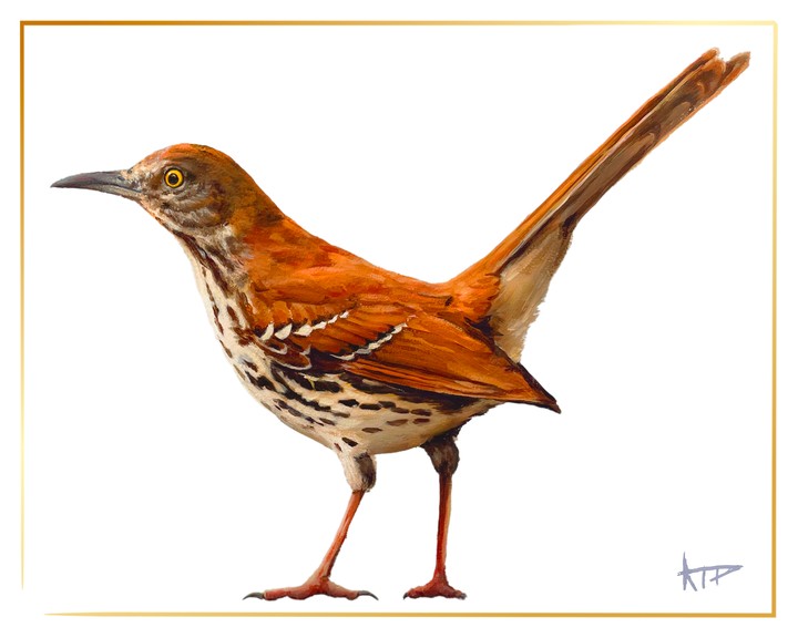 Bird Prints (Gold Border)