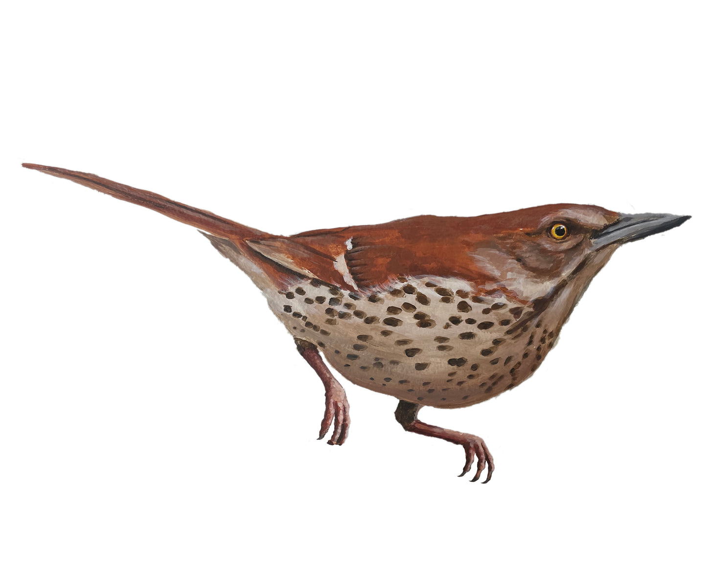 Bird Prints