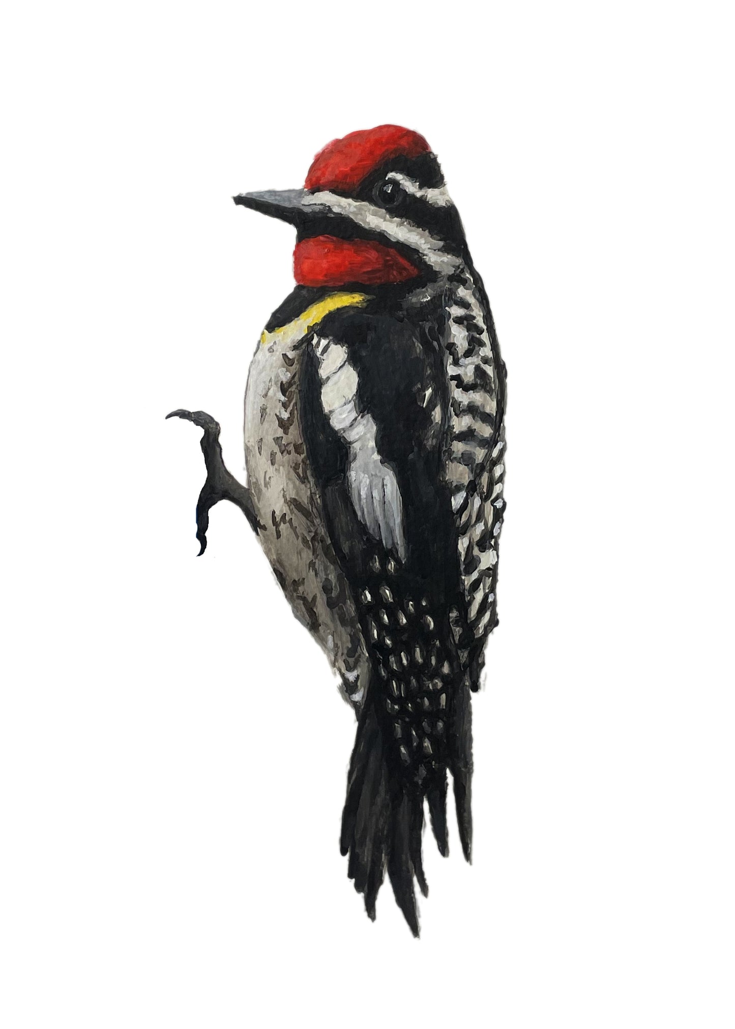 Bird Prints