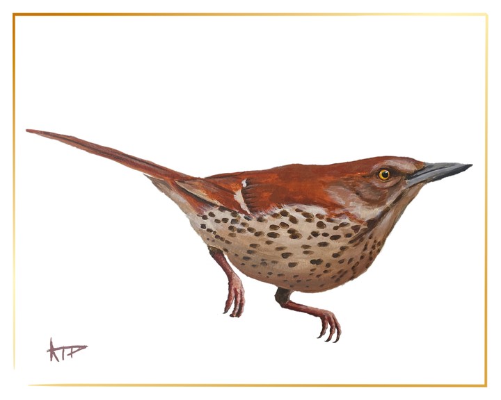 Bird Prints (Gold Border)