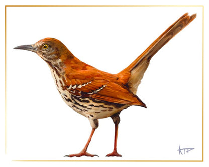 Bird Prints (Gold Border)